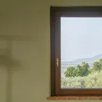 Umbrian And Olive Grove View