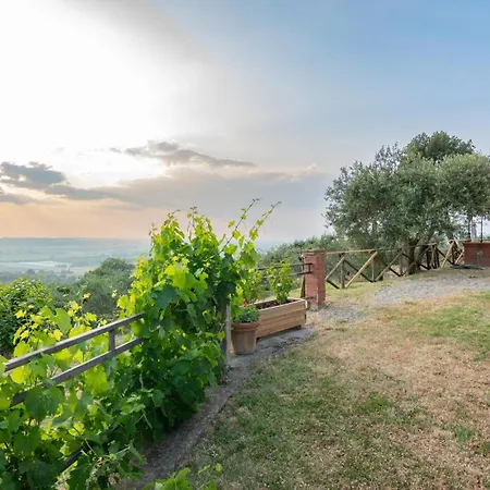 Umbrian And Olive Grove View