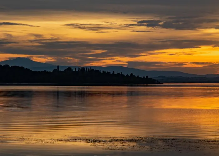 Umbrian And Olive Grove View *